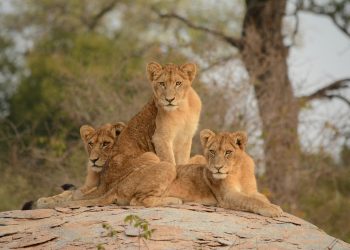Kruger National Park Guide: How to Do It Like a Local