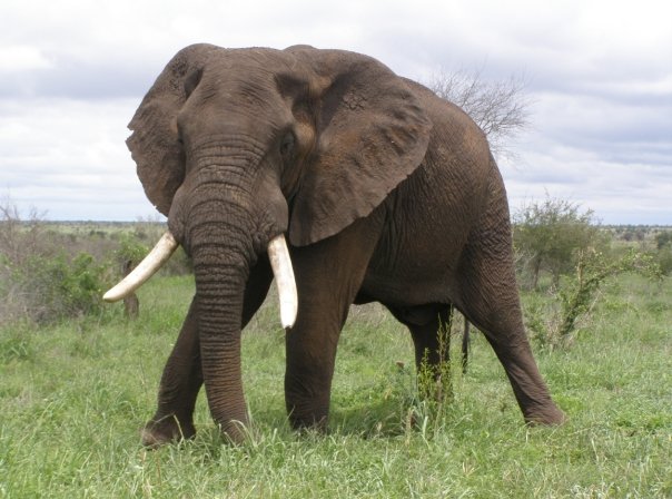 Kruger national park elephant