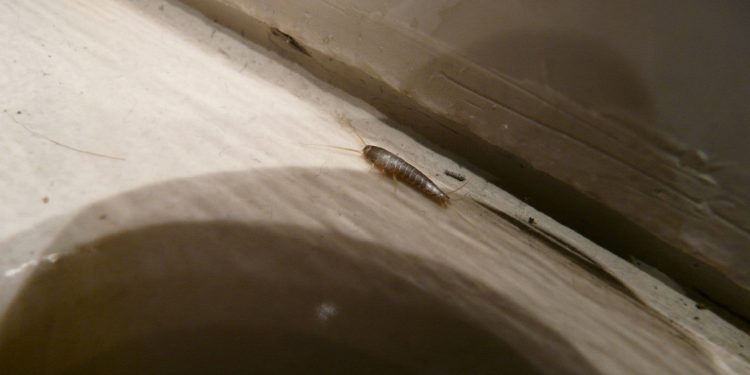 Experts reveal how to prevent silverfish in your bathroom, as numbers surge this August