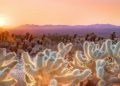 Halloween in America is often associated with destinations such as Salem, Massachusetts and New Orleans, but Greater Palm Springs offers a distinctly different take on the season.