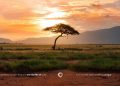 A Safari Expert’s Practical Guide to Planning a Safari