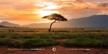 A Safari Expert’s Practical Guide to Planning a Safari